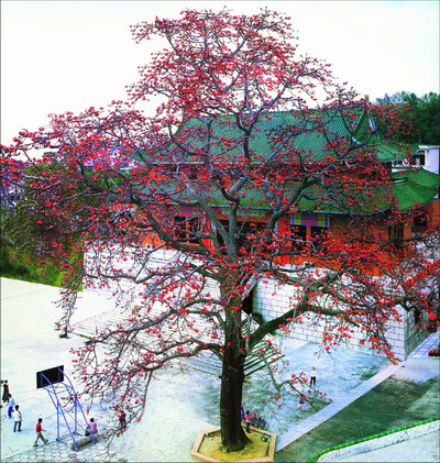 朱九江先生纪念堂前这棵挺拔的木棉树见证过朱先生那一代人的生活.