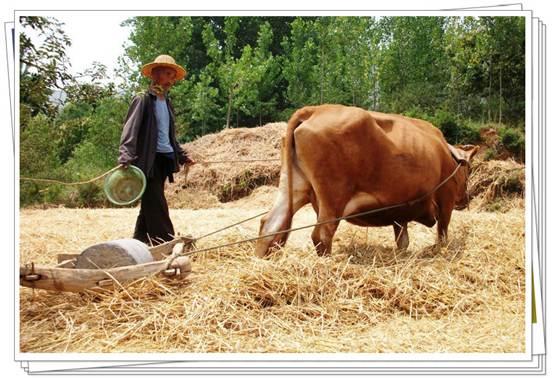 说明: 碌碡_副本