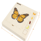 多层拼图-蝴蝶生长