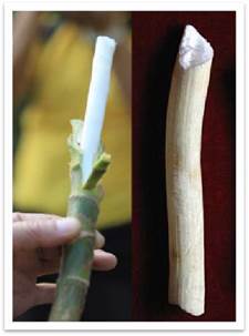 说明: 通草 茎髓