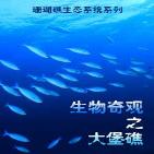 珊瑚礁生态系统 生物奇观之大堡礁